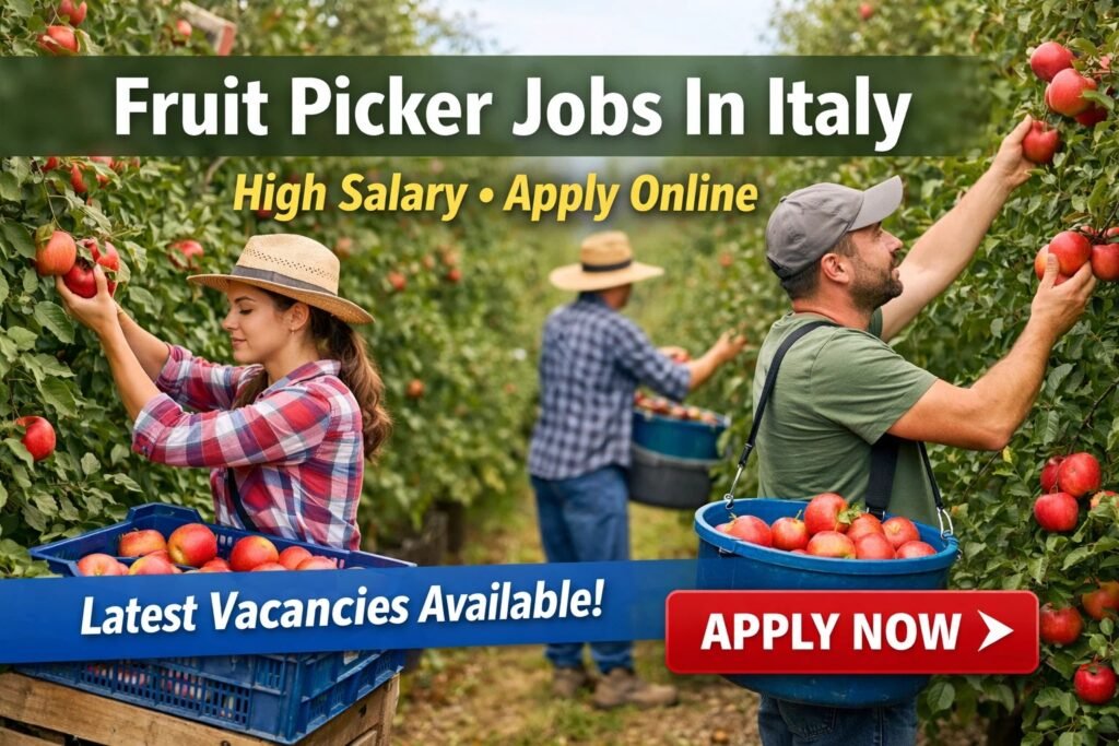 Fruit Picker Jobs In Italy – High‑Salary – Apply Online for Latest Vacancies Fruit picker Jobs