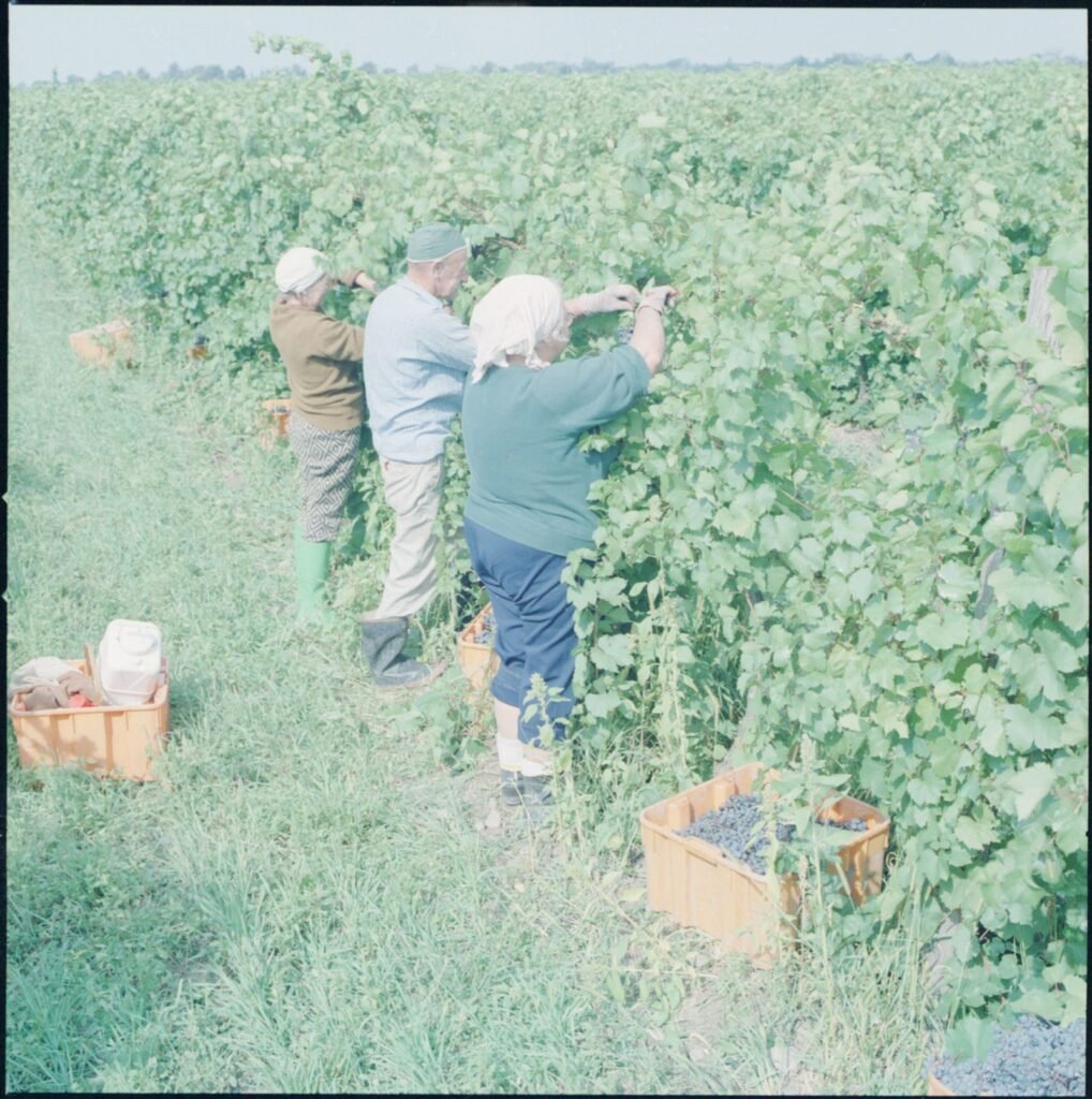 Fruit pickers harvesting grapes by hand