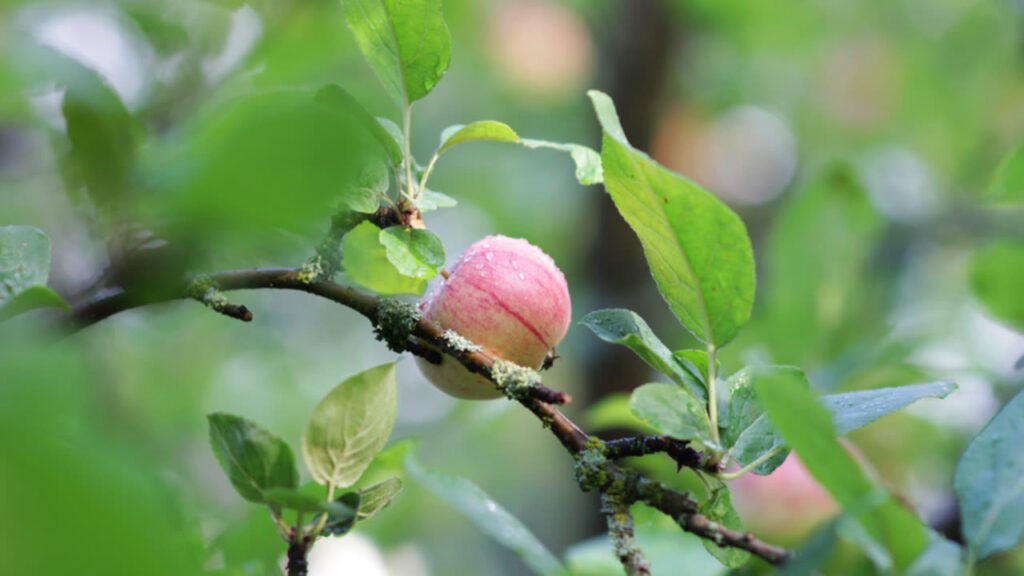 Fruit Picking Jobs 2026 – Seasonal Farm Hiring Apply Today Fruit Picking Jobs in Italy 2026 – Visa Sponsored
